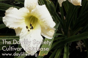 Daylily Quietly Awesome